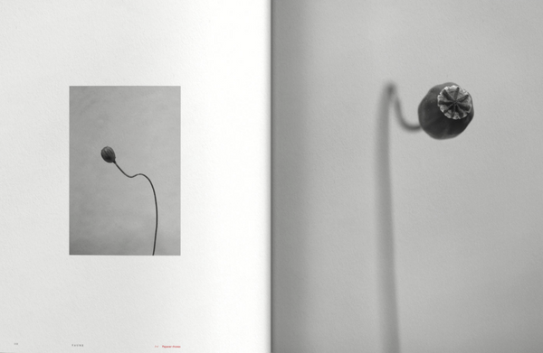 Faune #02